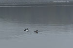 Enten