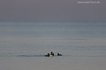 Enten