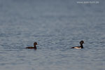 Enten