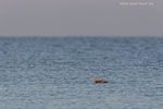 Enten