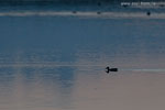 Enten