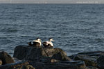 Enten
