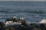 Enten