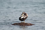 Enten
