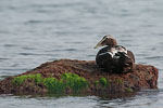 Enten