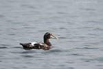 Enten