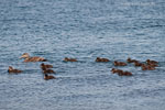 Enten