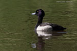 Enten