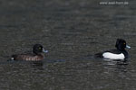Enten