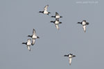 Enten