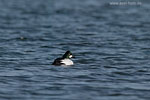 Enten