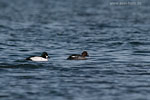 Enten