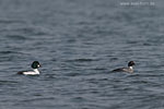 Enten