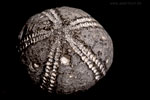 Fossilien 
