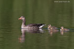 Graugansfamilie