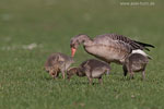 Graugansfamilie