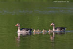 Graugansfamilie