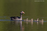 Graugansfamilie