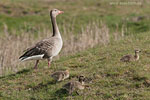 Graugansfamilie