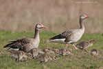 Graugansfamilie