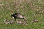 Graugansfamilie