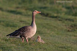 Graugansfamilie