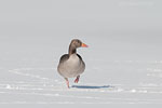 Gnse im Winter