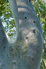 Traubenkirschen-Gespinstmotte