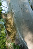 Traubenkirschen-Gespinstmotte