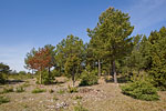Gotland und Fr