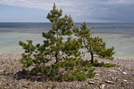 Gotland und Fr