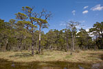 Gotland und Fr