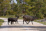 Gotland und Fr