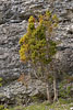 Gotland und Fr