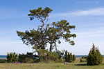 Gotland und Fr