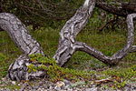 Gotland und Fr