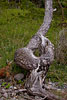 Gotland und Fr