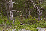 Gotland und Fr