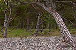 Gotland und Fr