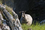 Gotland und Fr