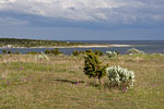 Gotland und Fr