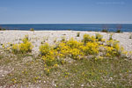 Gotland und Fr