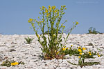 Gotland und Fr