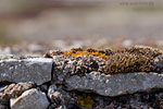 Gotland und Fr