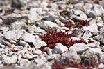 Gotland und Fr