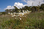 Gotland und Fr