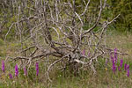 Gotland und Fr