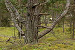 Gotland und Fr