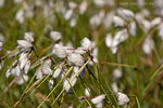 Gotland und Fr