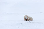 Grnland im Winter